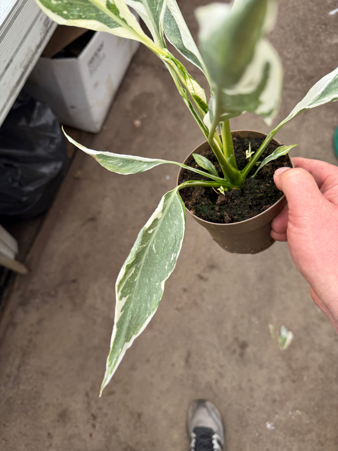 Spathiphyllum diamond variagata