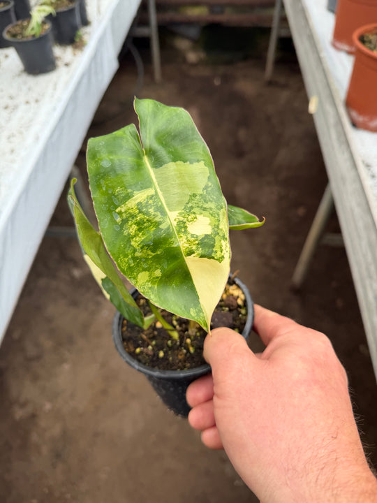 Philodendron burle Marx Varigata