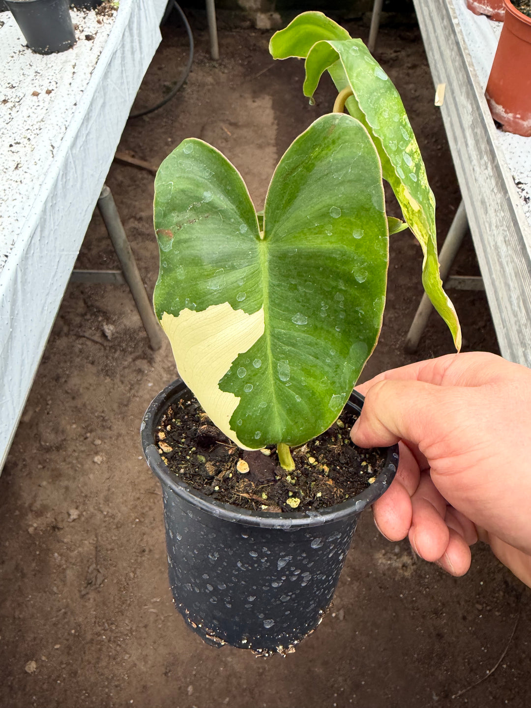 Philodendron burle Marx Varigata