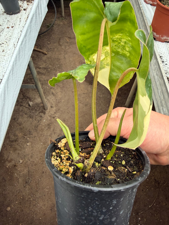 Philodendron burle Marx Varigata