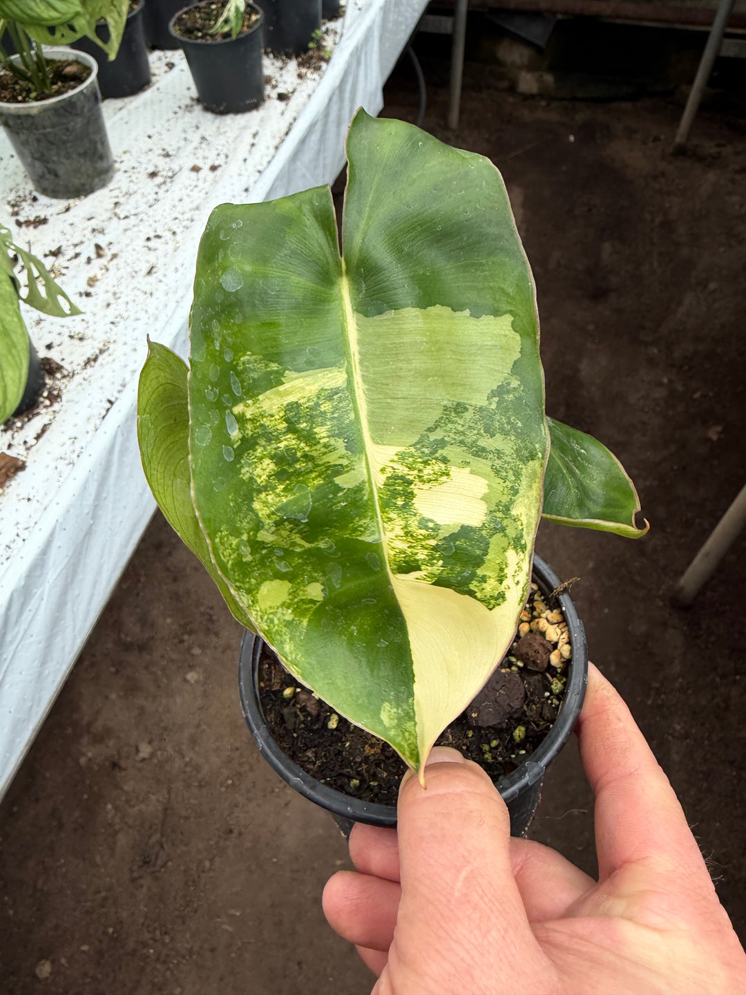 Philodendron burle Marx Varigata
