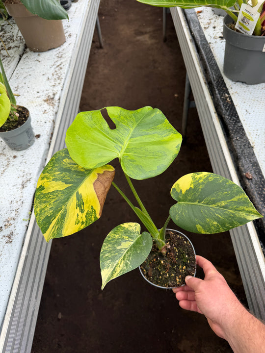 Monstera aurea yellow Marilyn