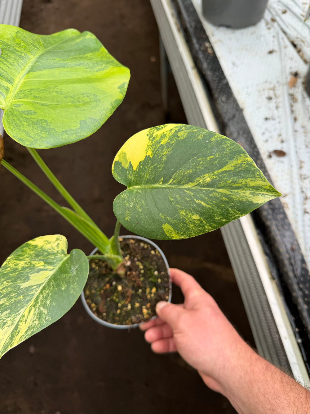 Monstera aurea yellow Marilyn