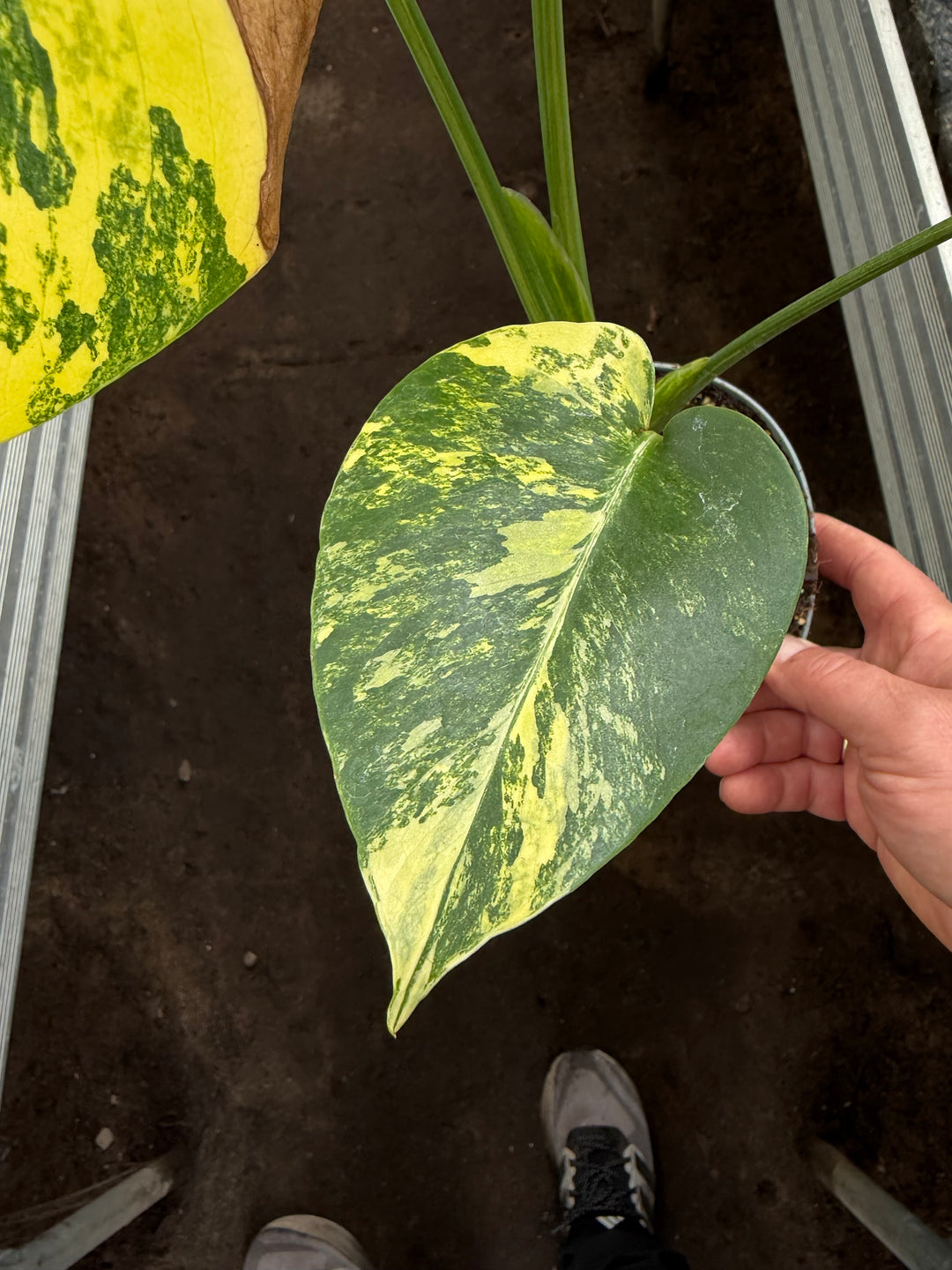 Monstera aurea yellow Marilyn