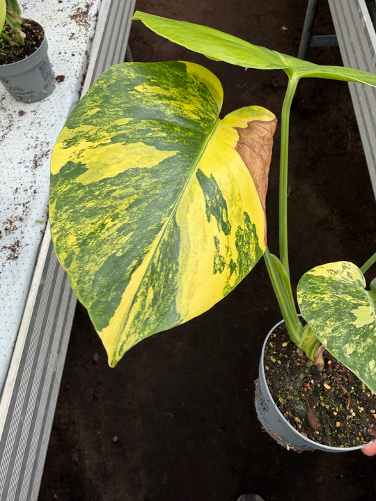 Monstera aurea yellow Marilyn