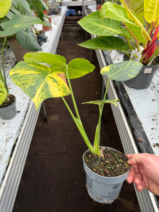 Monstera aurea yellow Marilyn