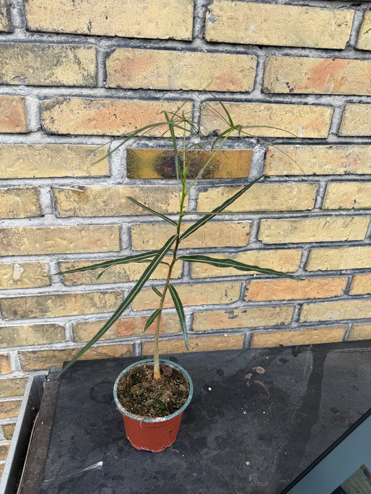 Kærlighedstræ stjerneblad  Brachychiton
