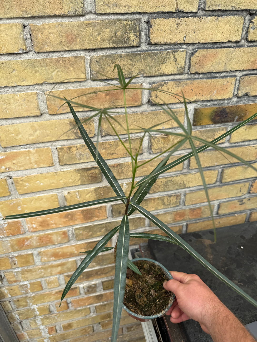 Kærlighedstræ stjerneblad  Brachychiton