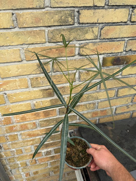 Kærlighedstræ stjerneblad  Brachychiton