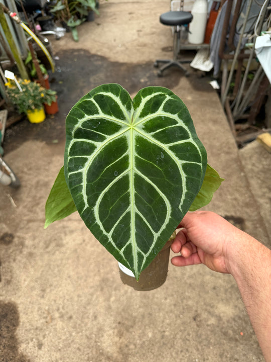 Anthurium magnificum