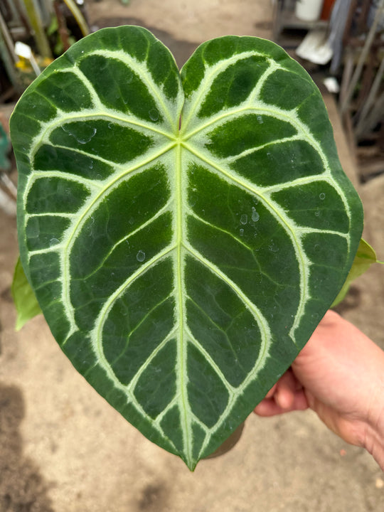 Anthurium magnificum