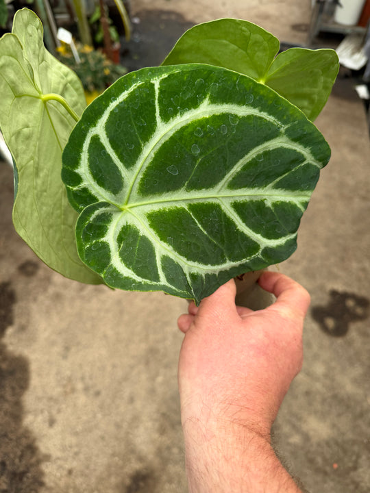 Anthurium magnificum