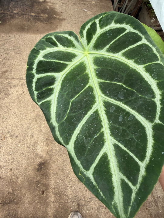 Anthurium magnificum