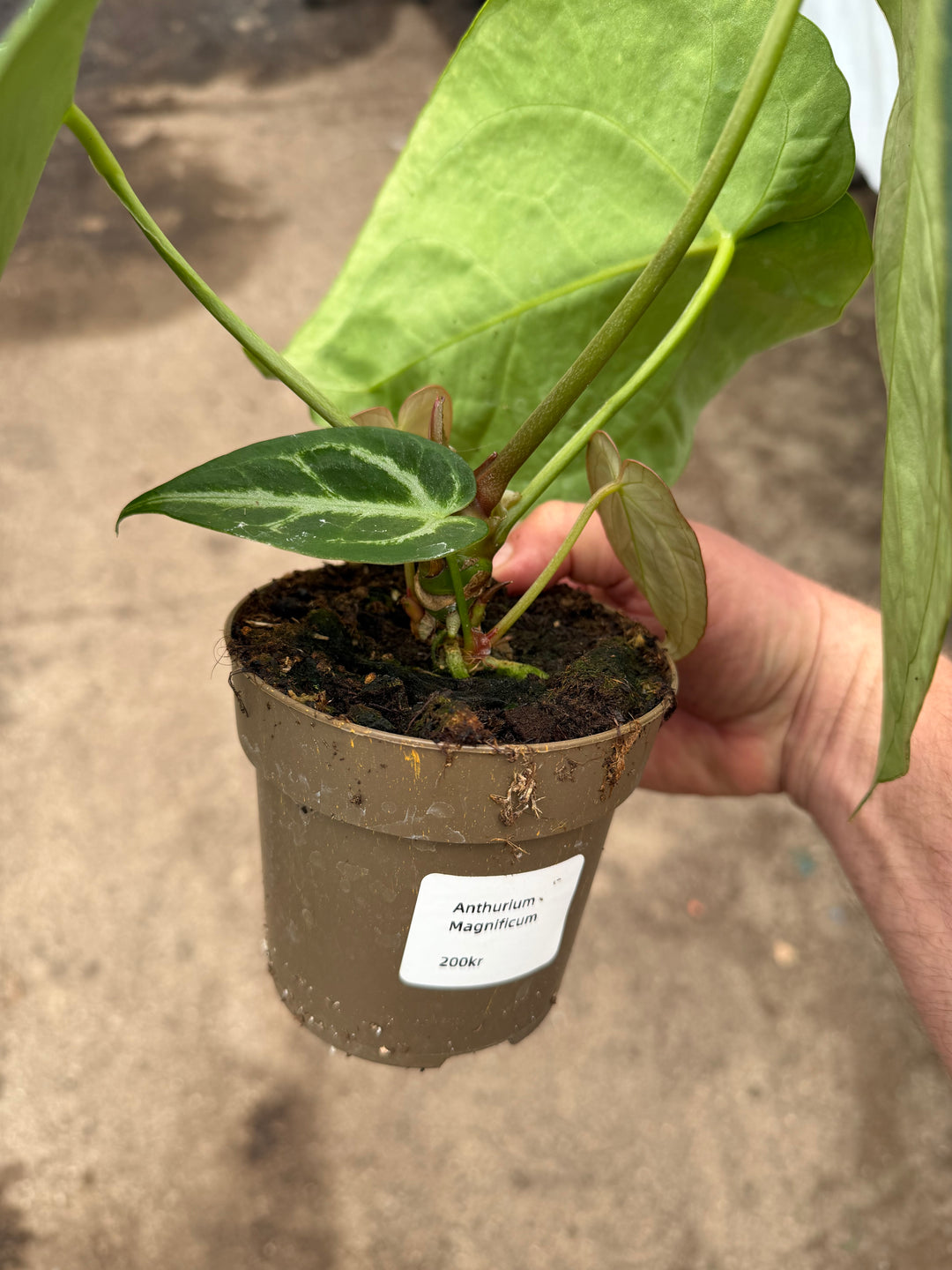Anthurium magnificum