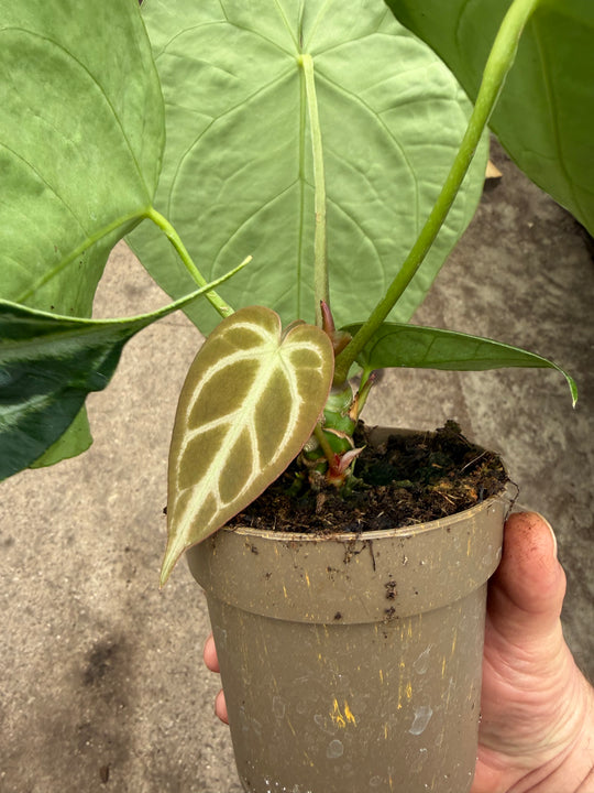Anthurium magnificum