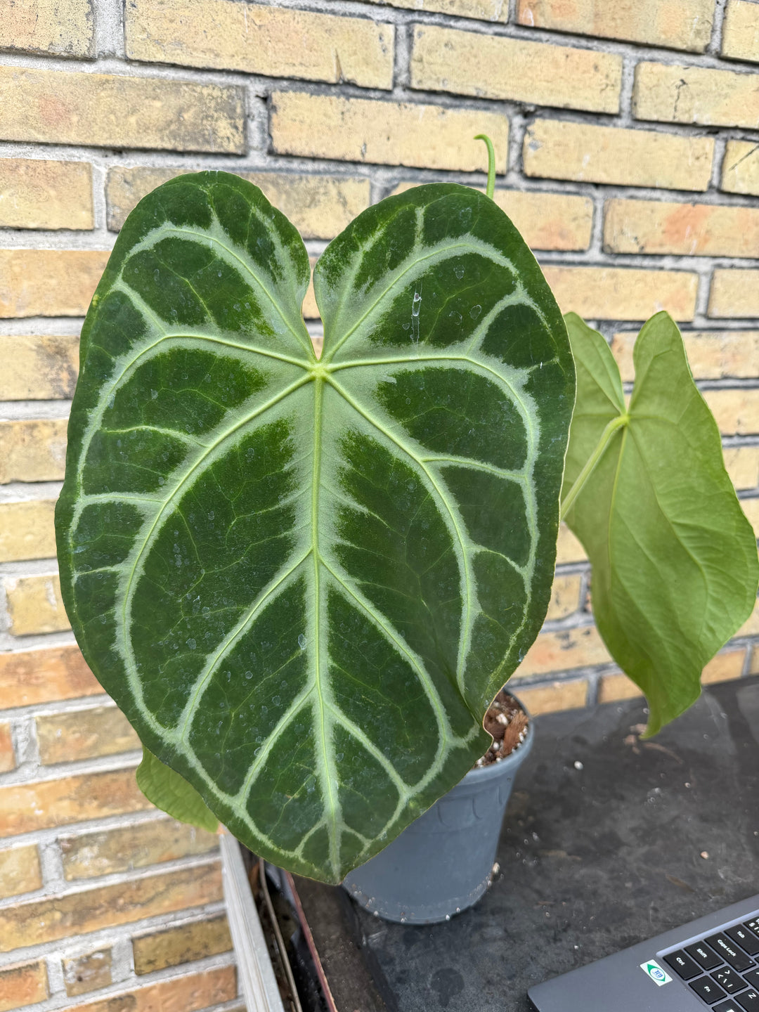 Anthurium hybrid XXL