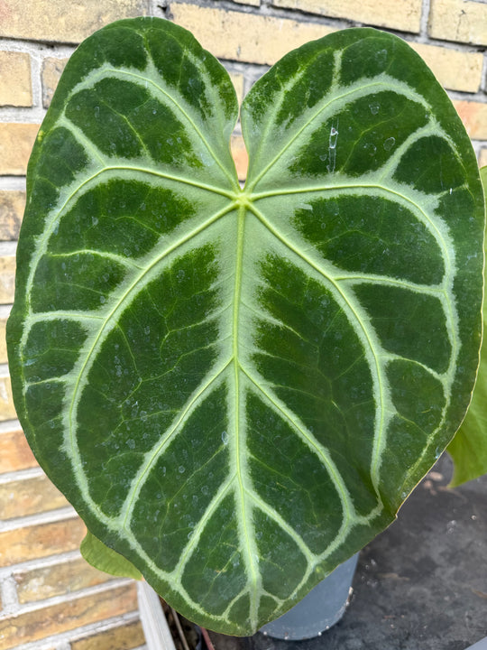 Anthurium hybrid XXL