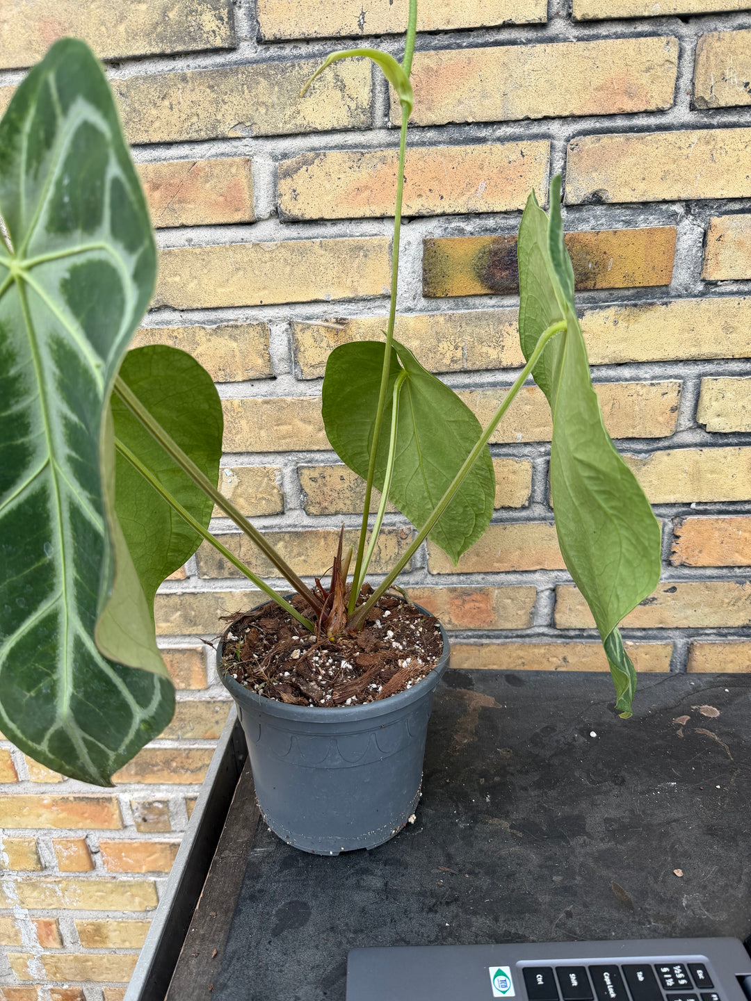 Anthurium hybrid XXL