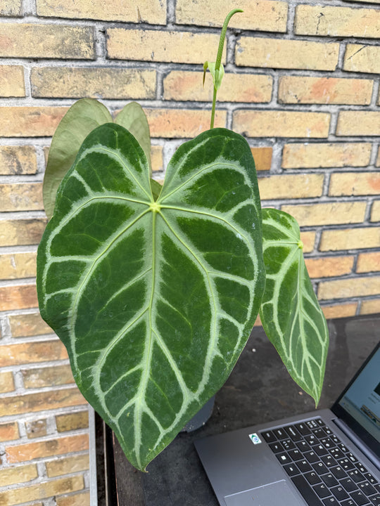 Anthurium hybrid XXL