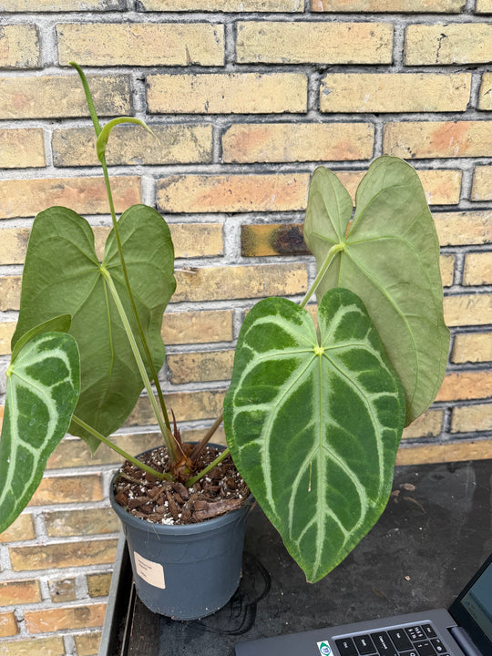 Anthurium hybrid XXL