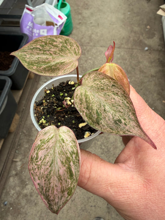Philodendron micans vaaleanpunaista marmoria