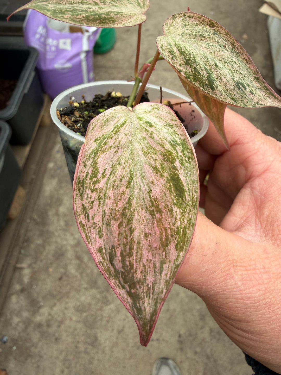 Philodendron micans vaaleanpunaista marmoria