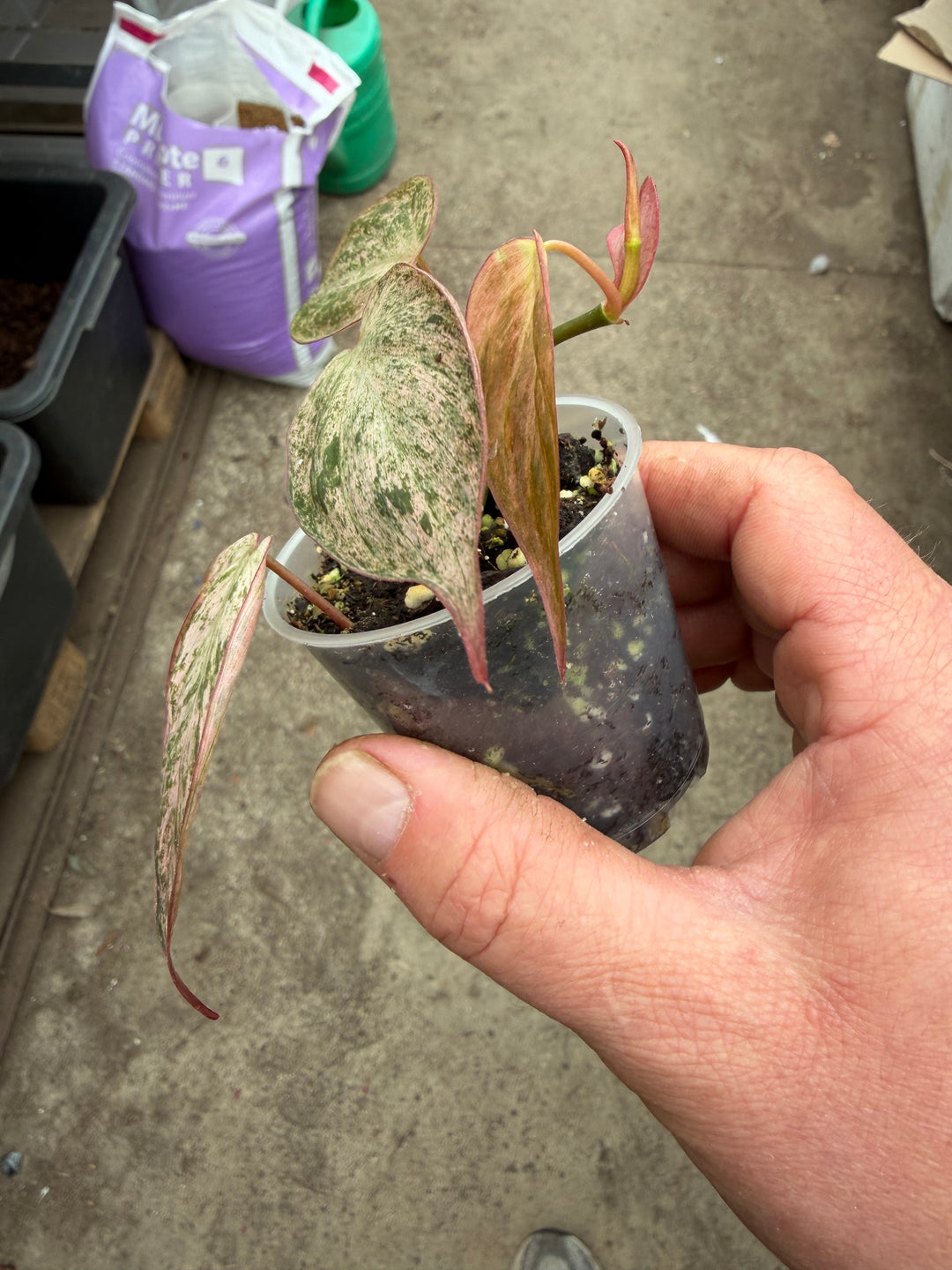 Philodendron micans vaaleanpunaista marmoria