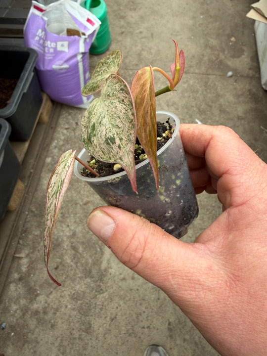 Philodendron micans vaaleanpunaista marmoria