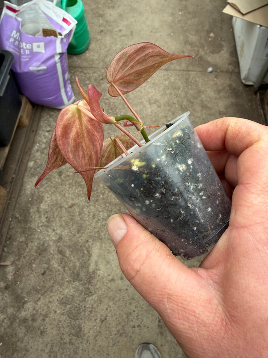 Philodendron micans vaaleanpunaista marmoria