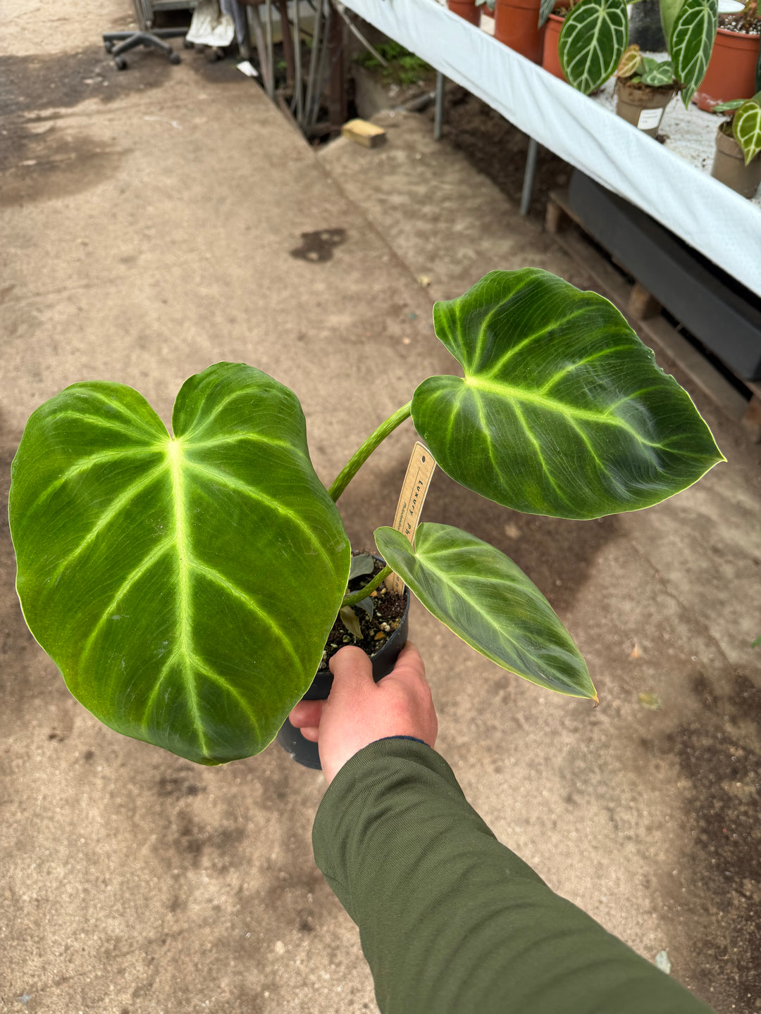 Philodendron luxurians 14 cm