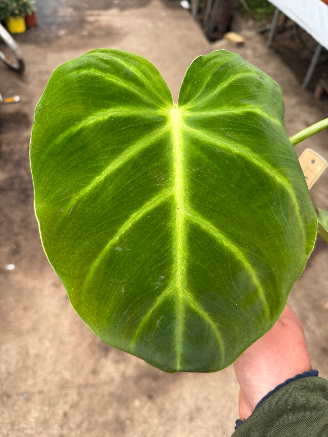 Philodendron luxurians 14 cm