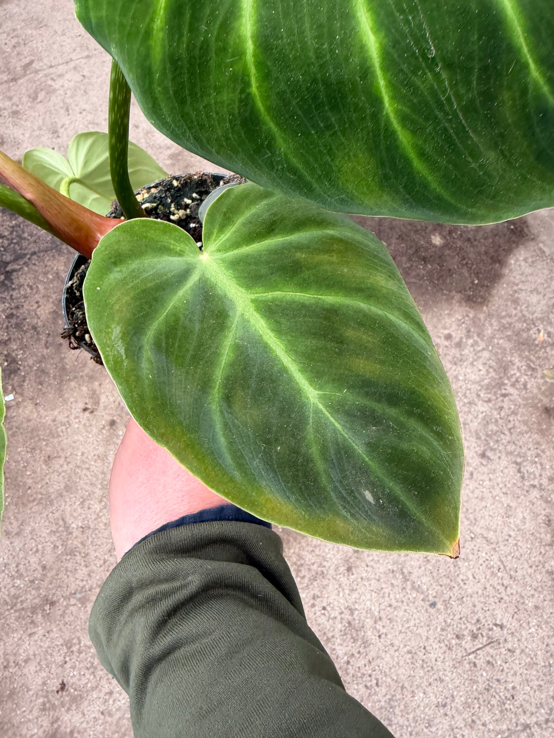 Philodendron luxurians 14 cm