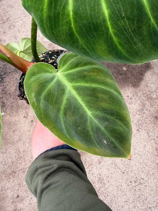 Philodendron luxurians 14 cm