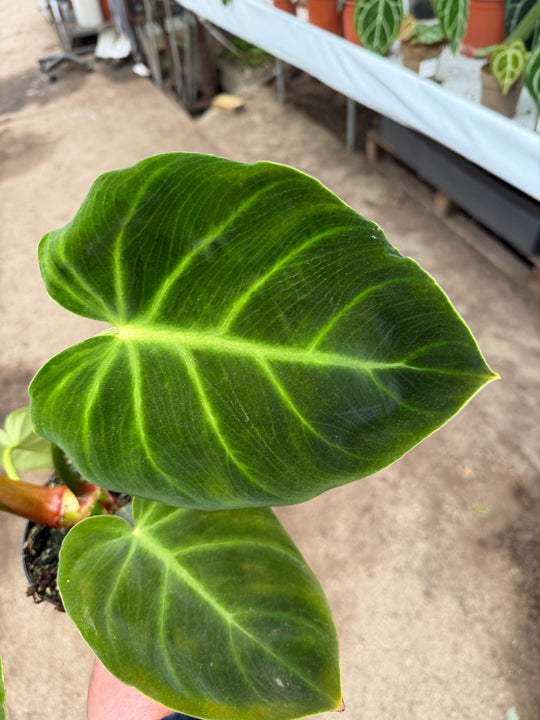 Philodendron luxurians 14 cm