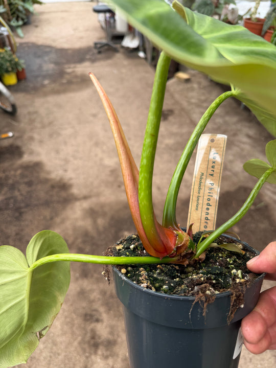 Philodendron luxurians 14 cm