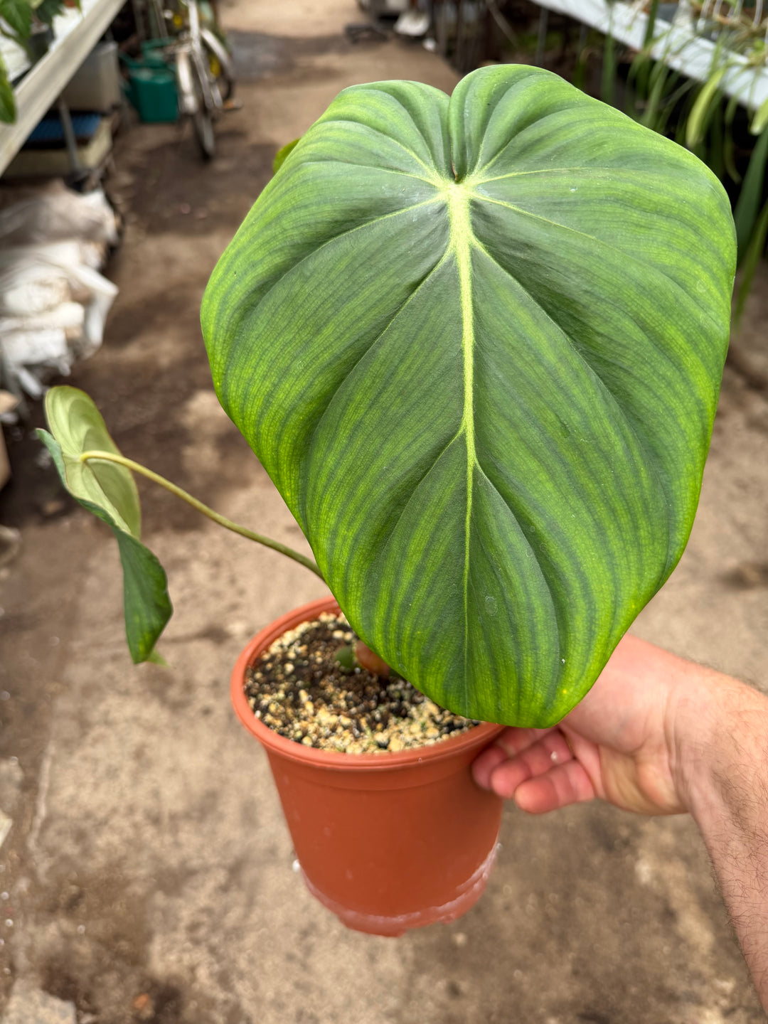 Philodendron mcdowell 17 cm