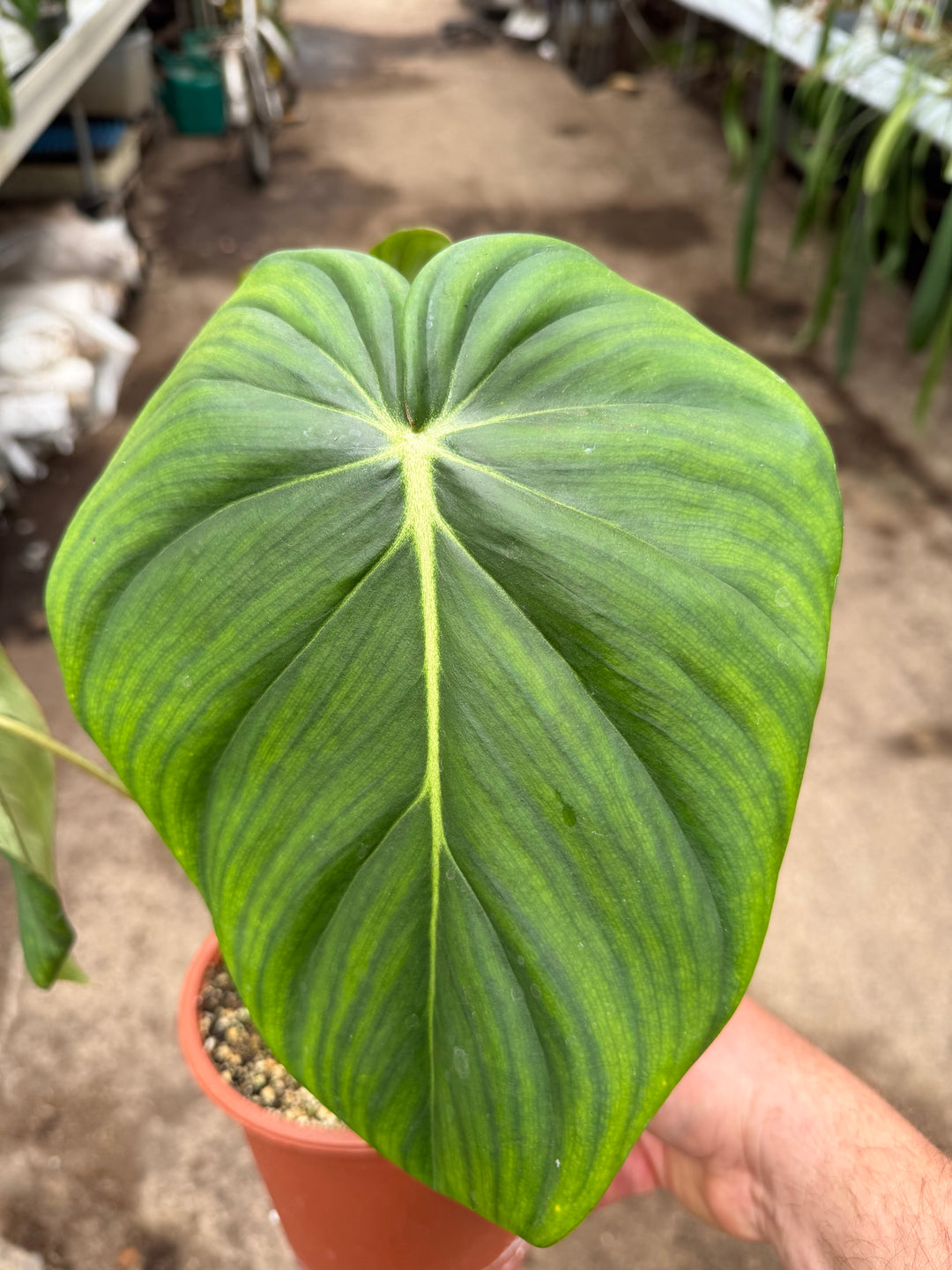 Philodendron mcdowell 17 cm