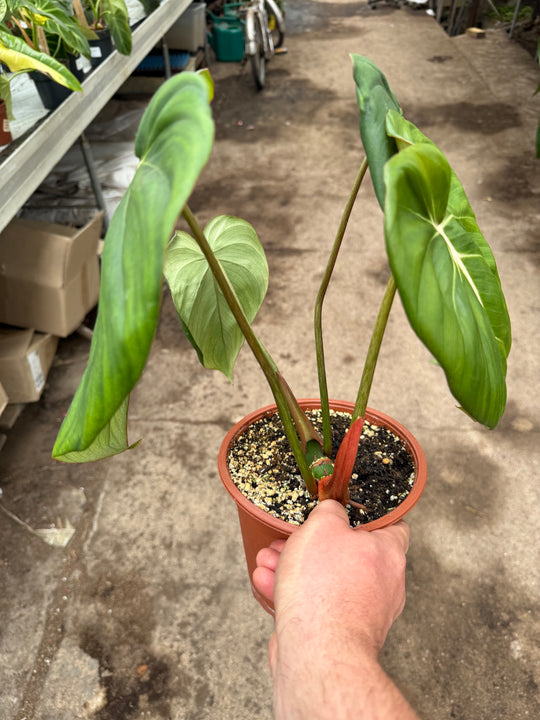 Philodendron mcdowell 17 cm