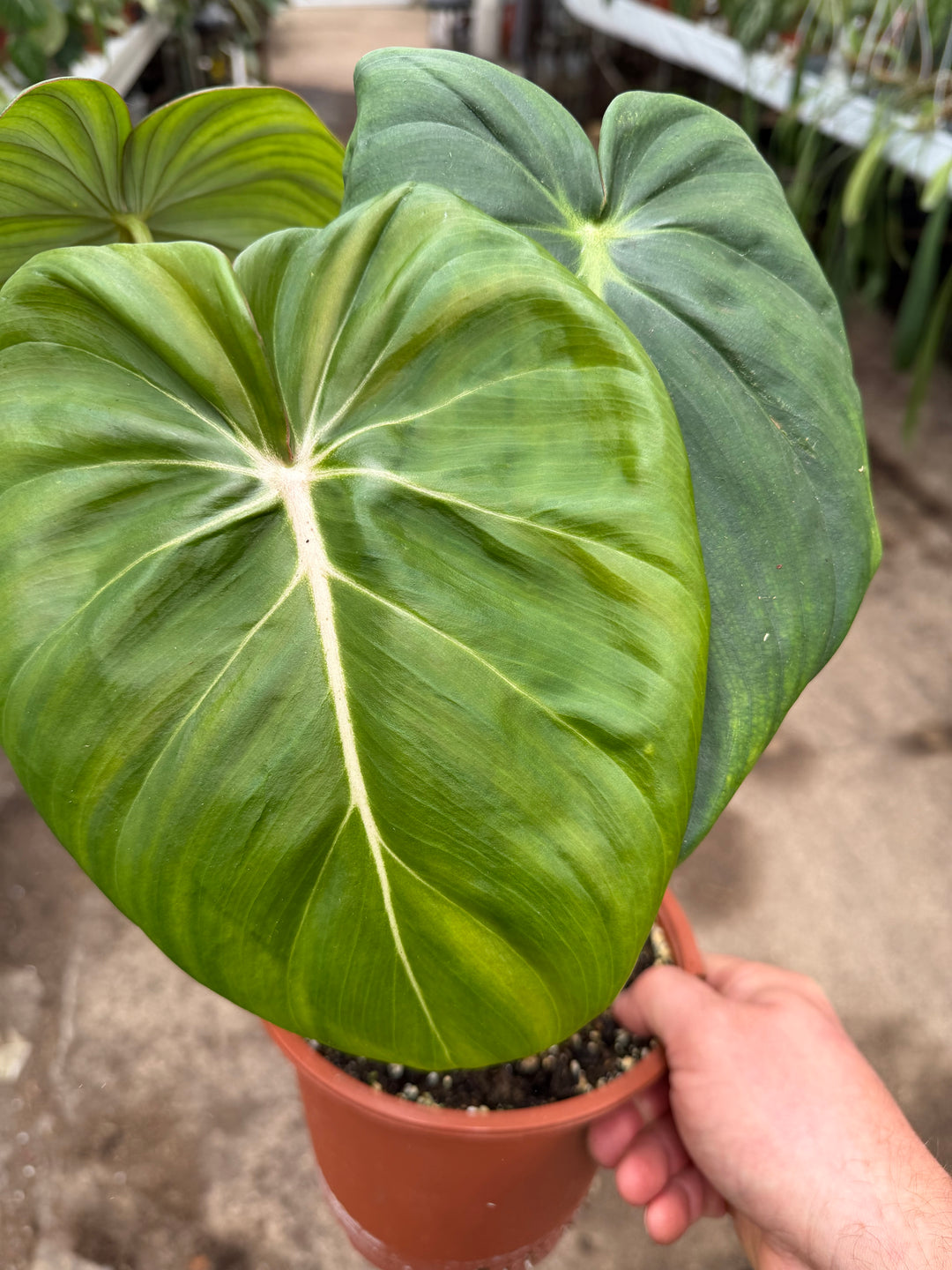 Philodendron mcdowell 17 cm
