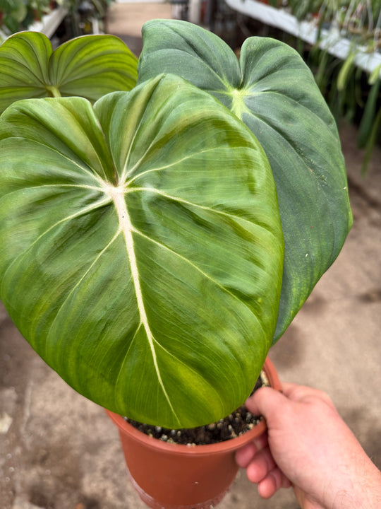 Philodendron mcdowell 17 cm
