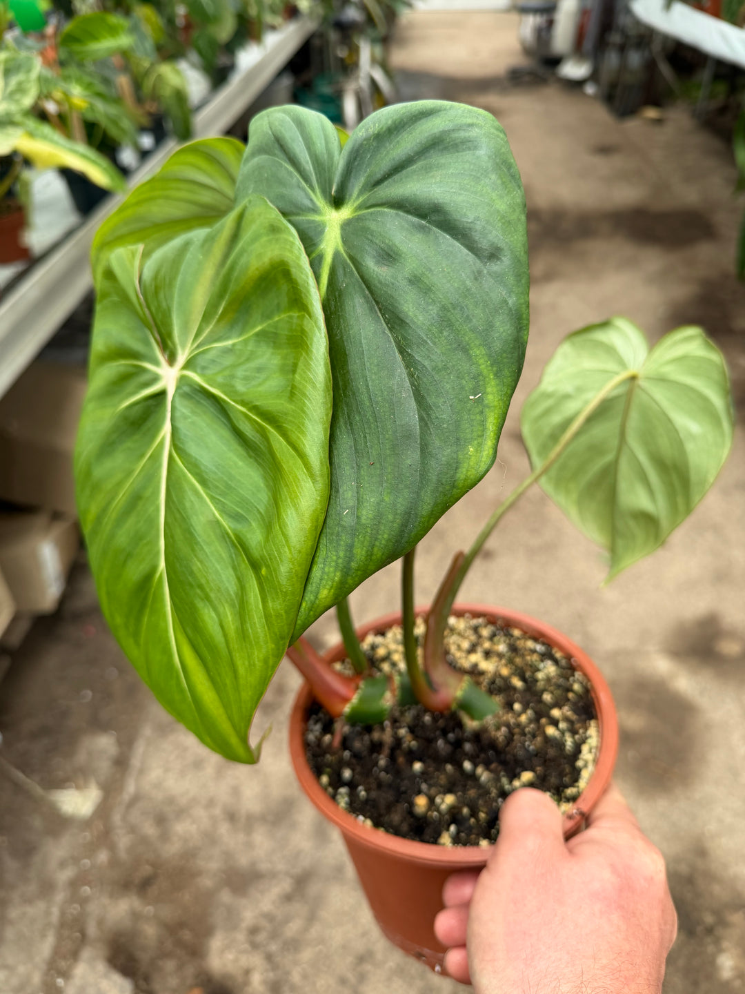 Philodendron mcdowell 17 cm