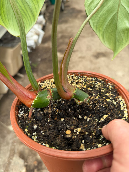 Philodendron mcdowell 17 cm