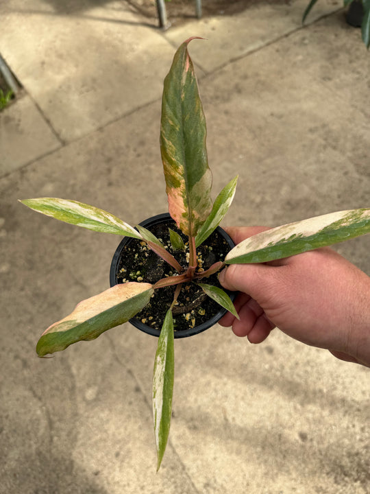 Philodendron caramel marble