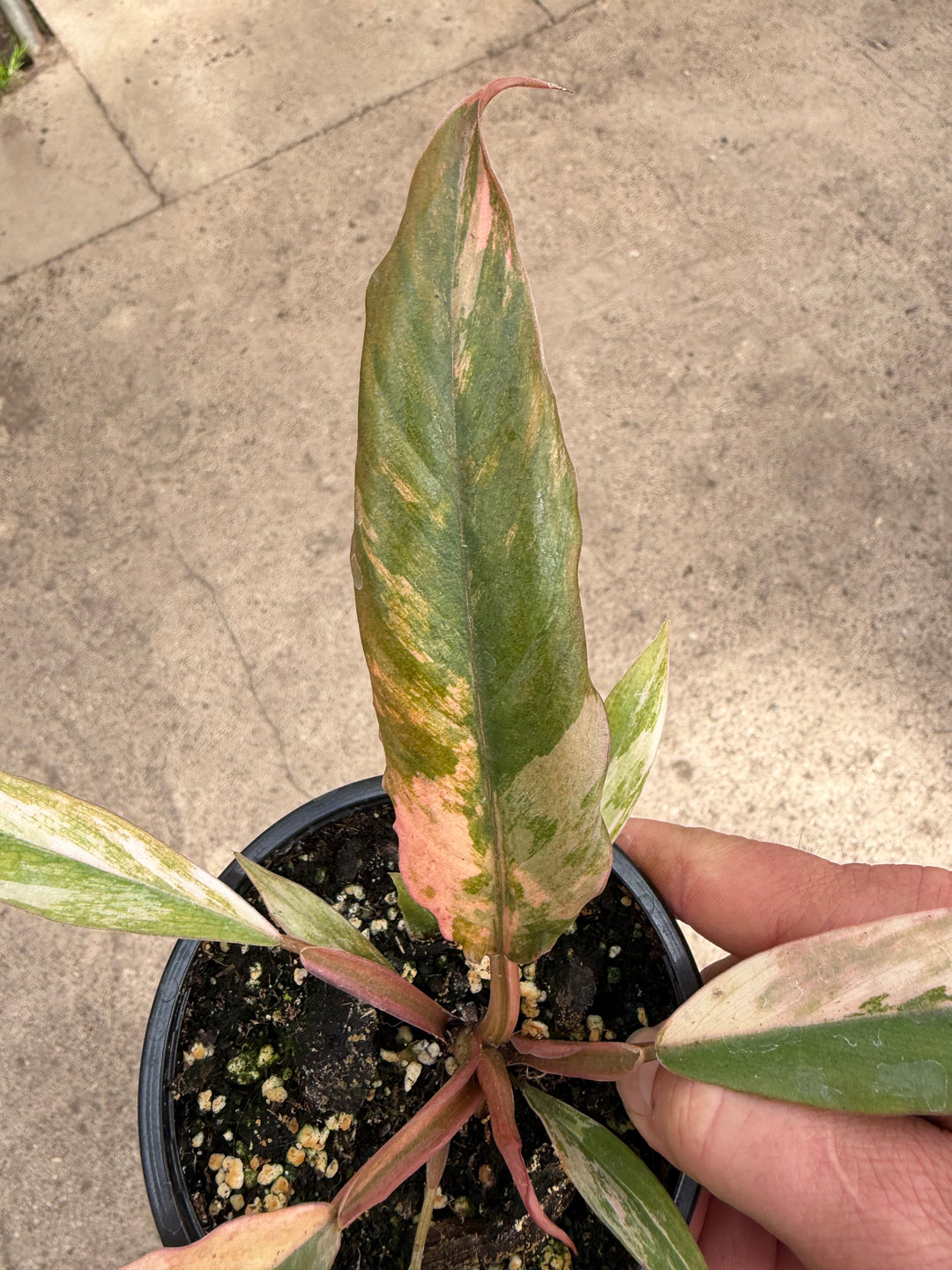 Philodendron caramel marble