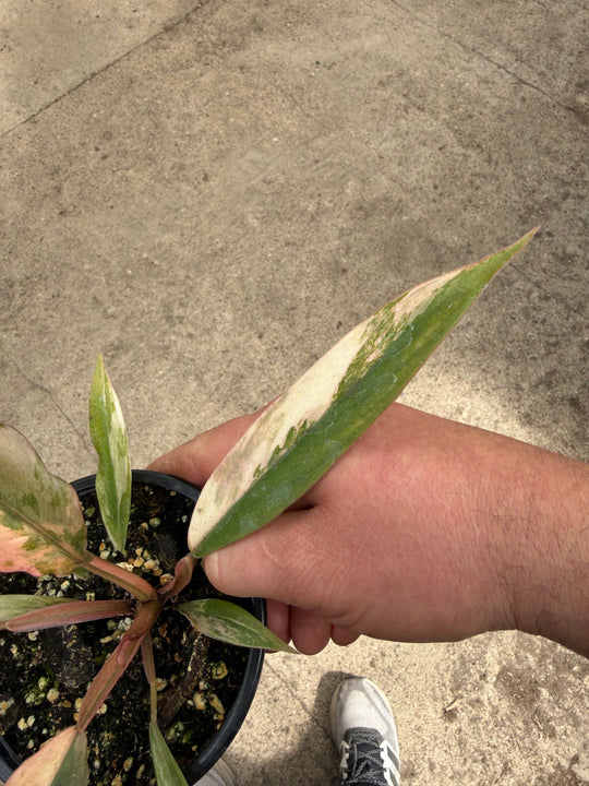 Philodendron caramel marble