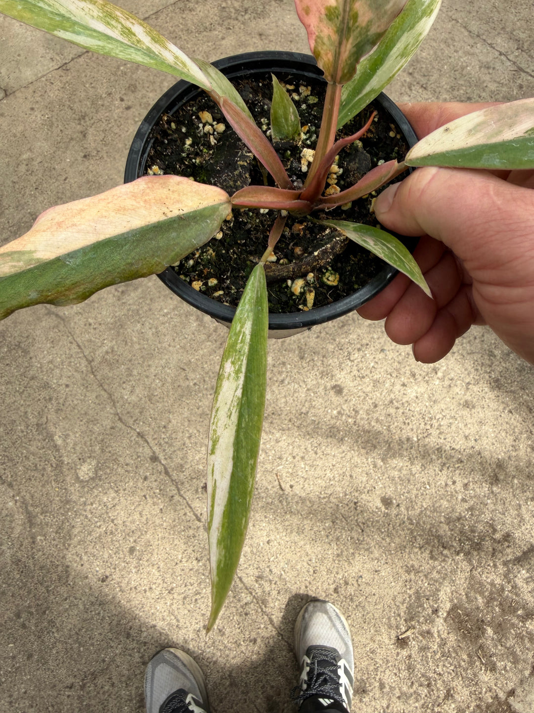 Philodendron caramel marble