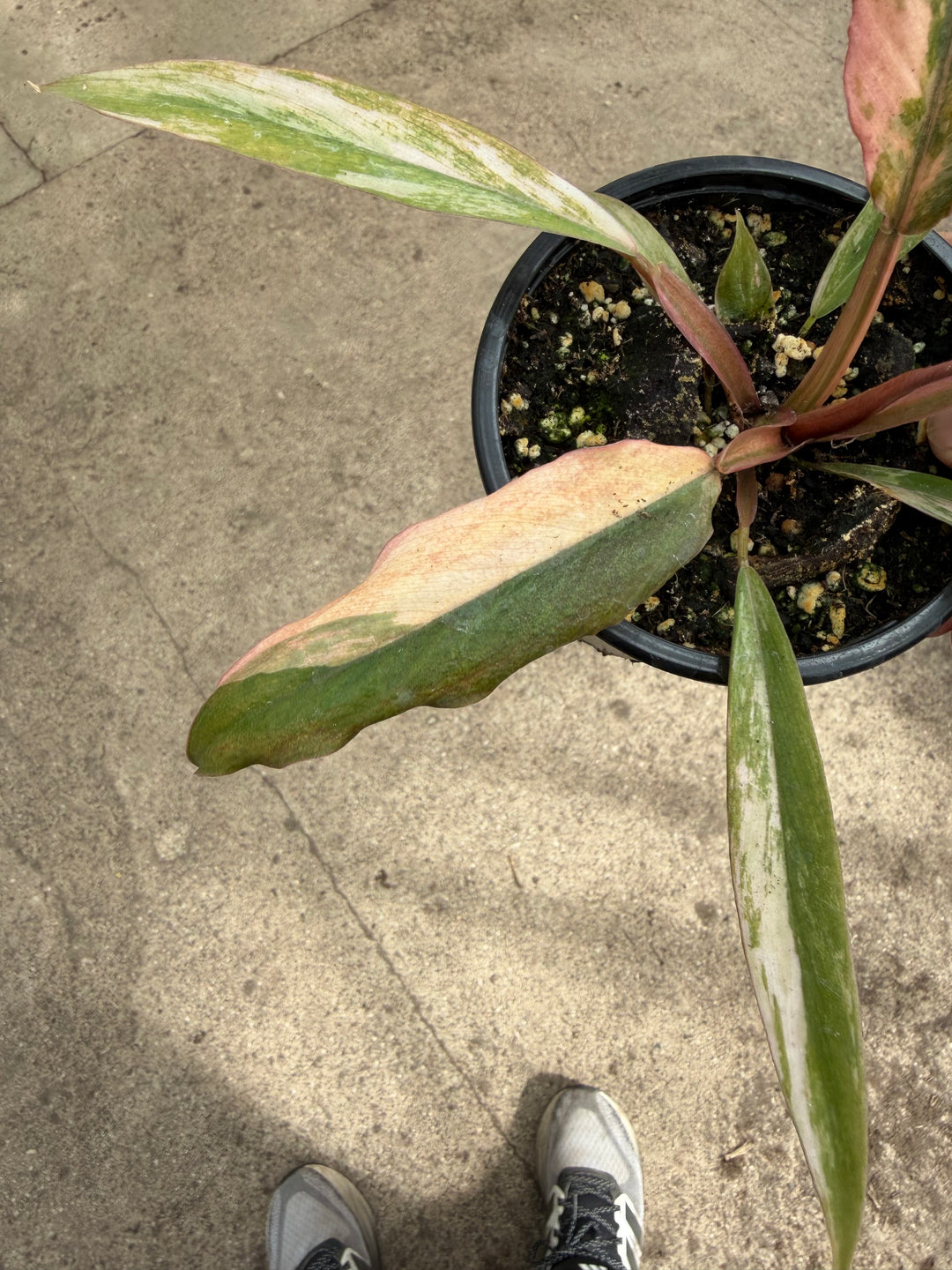 Philodendron caramel marble