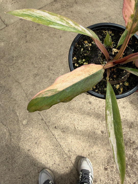Philodendron caramel marble