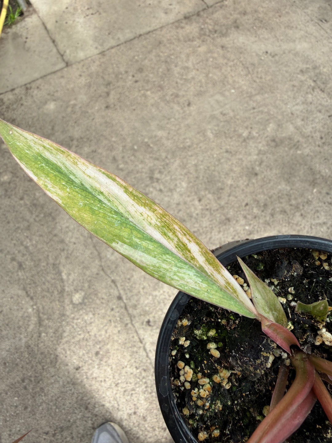 Philodendron caramel marble
