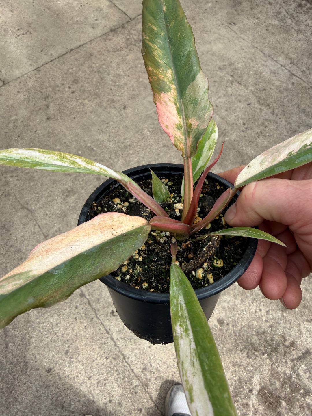 Philodendron caramel marble